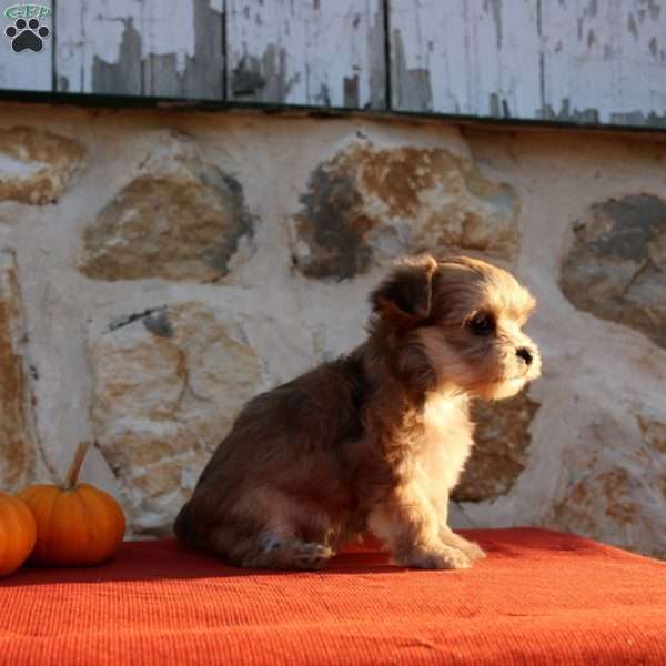 Ullisah, Morkie / Yorktese Puppy